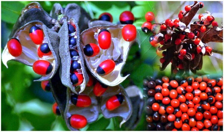 Gurivinda Ginjalu : Gurivinda Seeds uses in Ayurveda Telugu