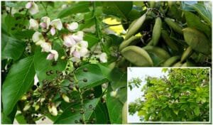Kanuga Tree Health Benefits : Millettia pinnata You Must Know