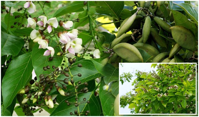 Kanuga Tree Health Benefits : Millettia pinnata You Must Know