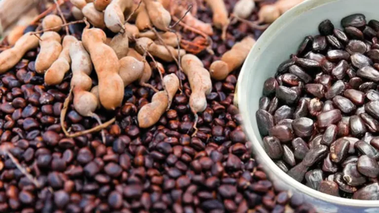 tamarind-seeds-benefits-for-knee-pains-in-telugu