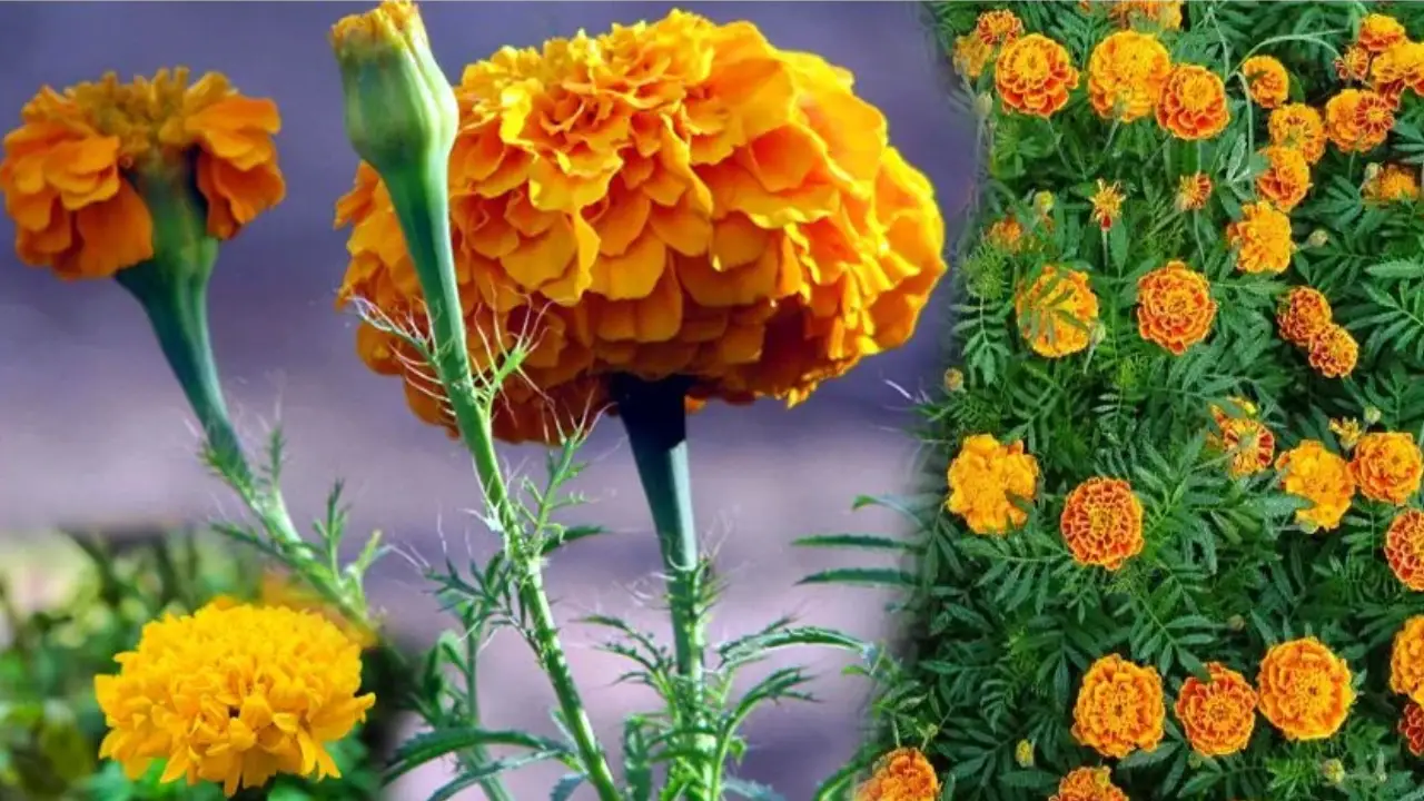 marigold flower health benefits telugu, You Must Know These Facts