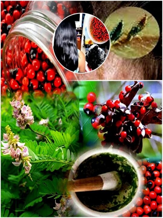 గురువింద గింజలు, ఆకులతో ఎన్ని ఆర్యోగ ప్రయోజనాలంటే?