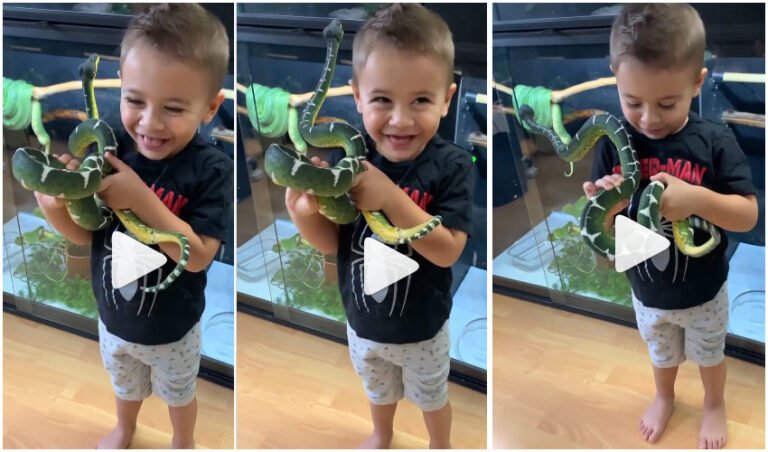 Kid Play Snake : How This kid playing with green boa snake Viral Video, Warns Netizens