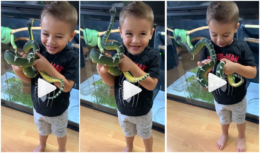 Kid Play Snake : How This kid playing with green boa snake Viral Video, Warns Netizens