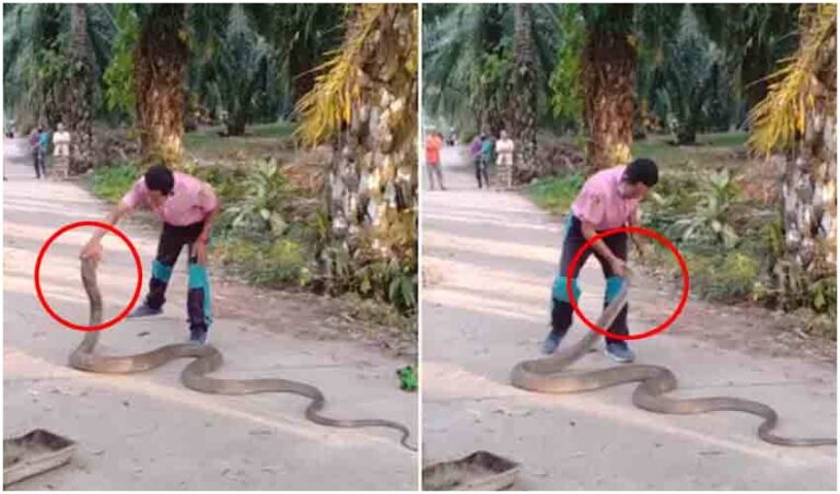 King Cobra Video : A Man Catches Massive King Cobra with Bare Hands in Thailand Roads, Heart Shaking Video Viral