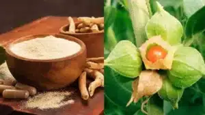 ashwagandha-against-penicillin-lets-find-out-the-benefits