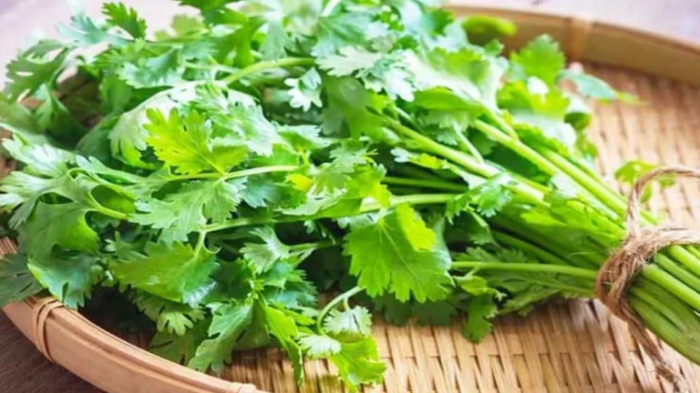 coriander-health-benefits-to-reduce-fat