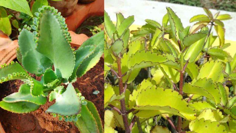 ranapala-leaf-benefits-lots-of-health-benefits-with-ranapala-leaves