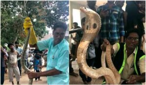 ttd-snake-catcher-bhaskar-naidu-admited-in-hospital-after-snake-bite-while-on-catching