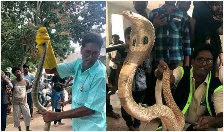 ttd-snake-catcher-bhaskar-naidu-admited-in-hospital-after-snake-bite-while-on-catching