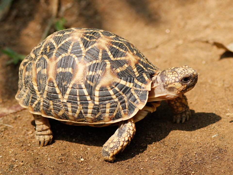 tamilnadu-police-arrested-in-nellore-for-smuggling-star-tortoises