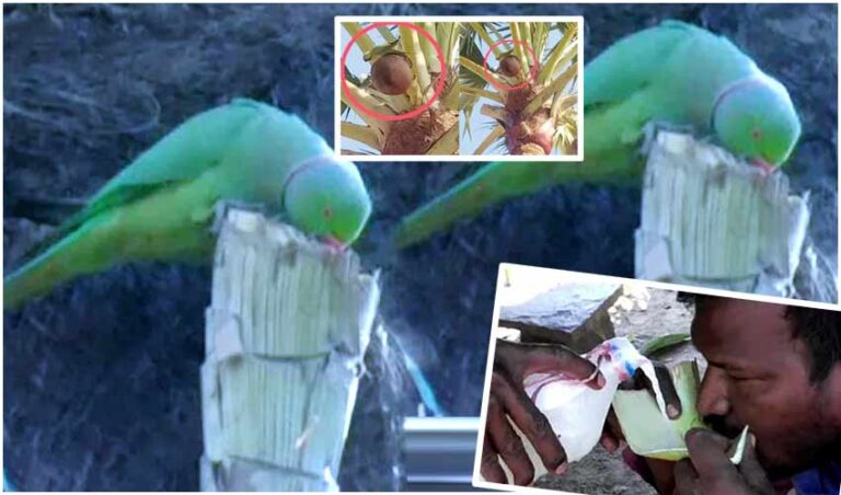 Parrot Toddy : Full Demand to Parrot Toddy in Peddapalli District from Sultanabad, Viral News