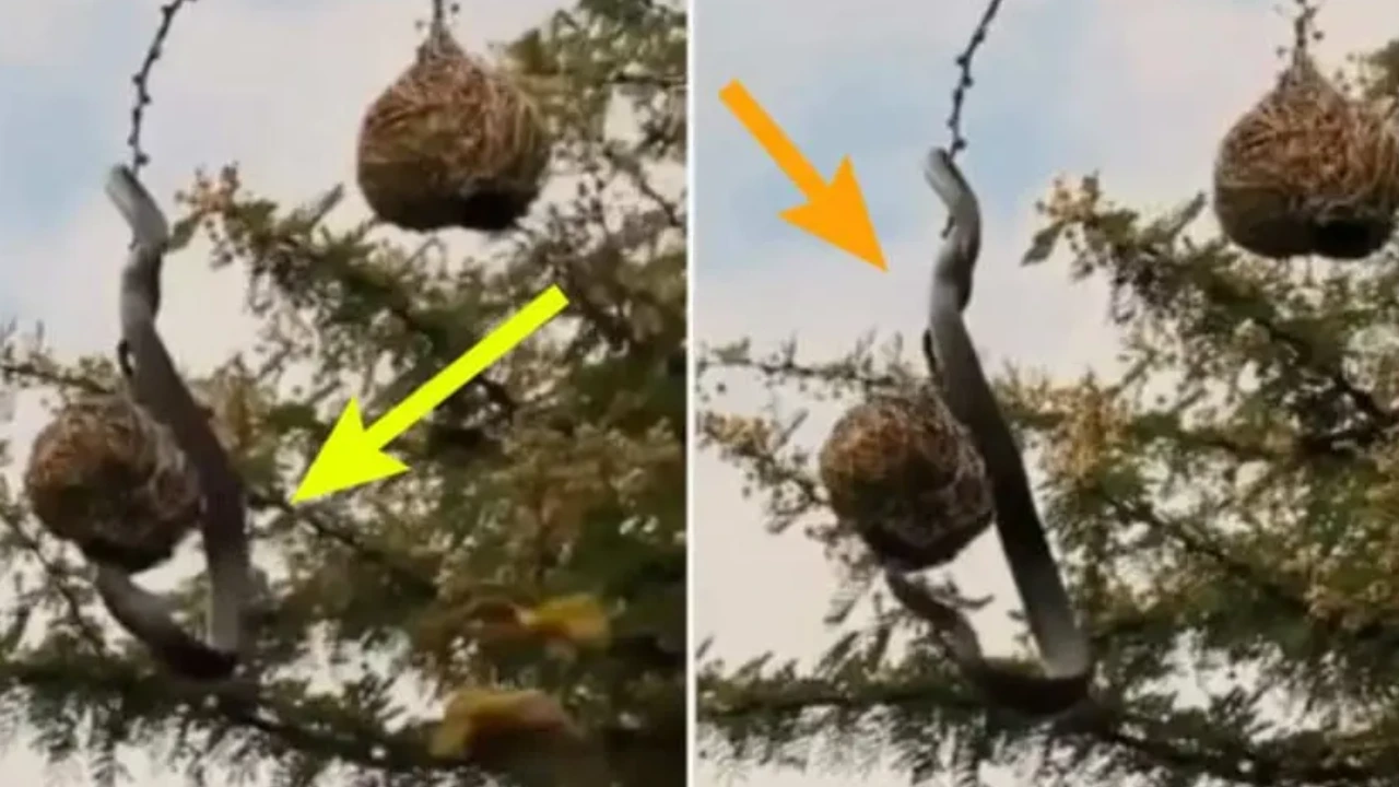 the-snake-that-reached-the-bird-nest-the-video-show-the-mother-love-video-viral