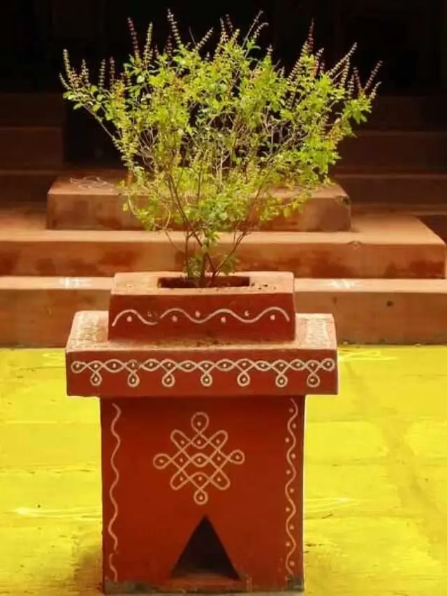 తులసీ మొక్కను ఏ దిక్కున ఉంచాలో తెలుసా?