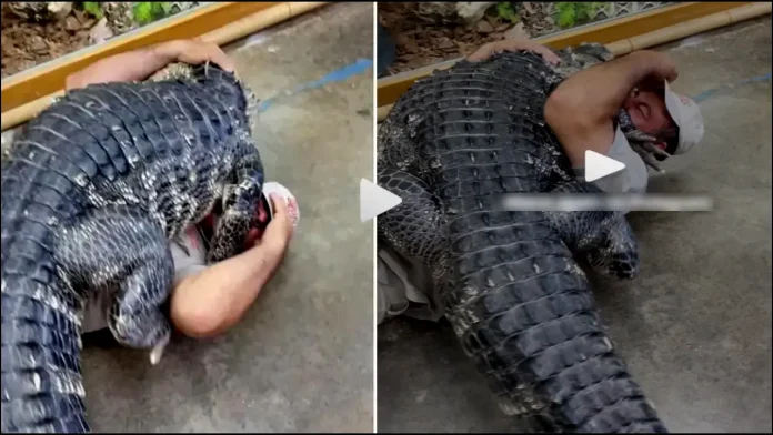 Shocking Video : giant alligator hugs A man Shocking Video Viral on Social Media