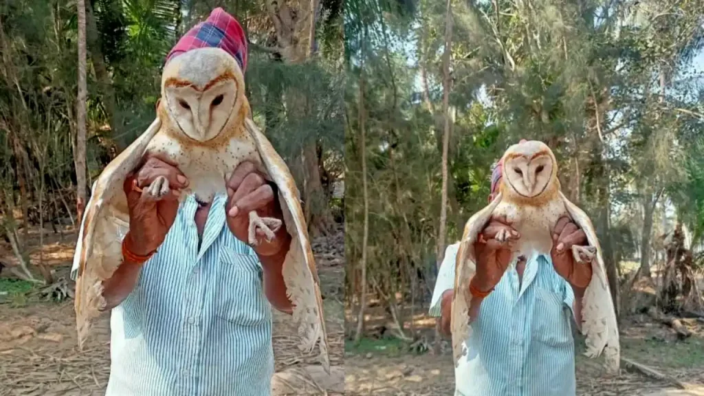 Wonder Bird : Rare Bird like Owl found injured after other birds attack, Farmer saved bird in west godavari district