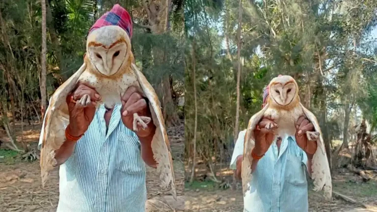 Wonder Bird : Rare Bird like Owl found injured after other birds attack, Farmer saved bird in west godavari district