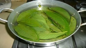 Gauva Leaves