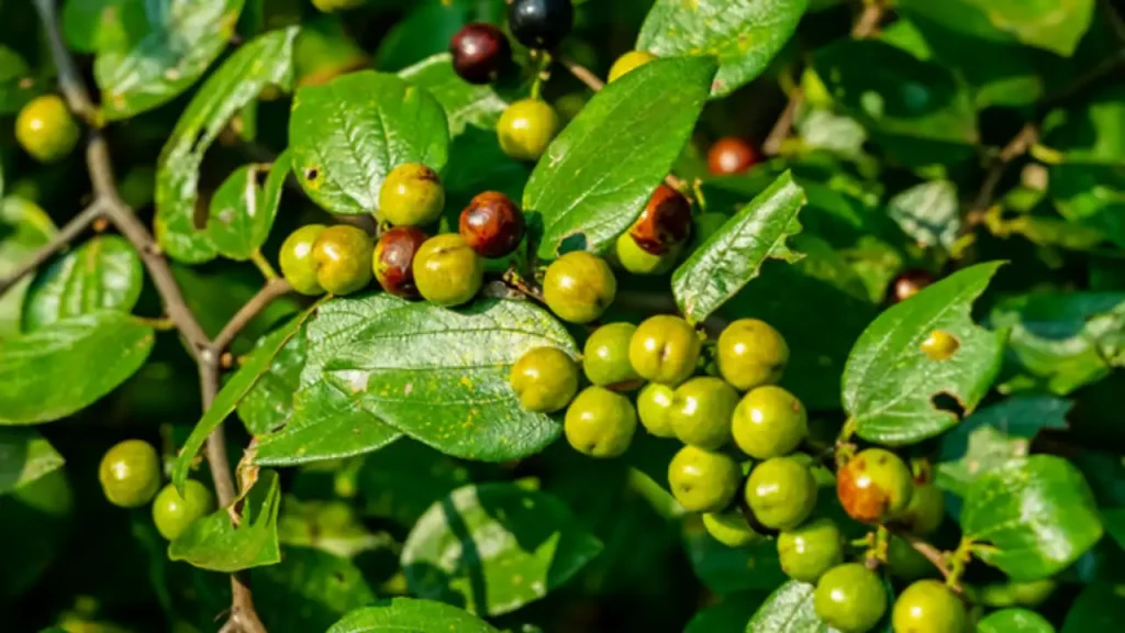 Ziziphus Oenoplia : Pariki Chettu health benefits in telugu, You Must Know These Facts