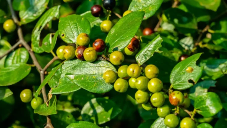 Ziziphus Oenoplia : Pariki Chettu health benefits in telugu, You Must Know These Facts