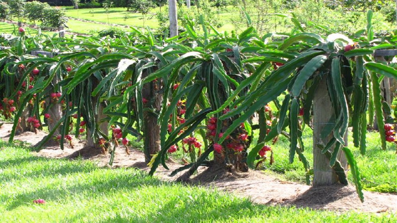 bussiness-ideas-farmers-become-millionaires-by-cultivating-dragon-fruits