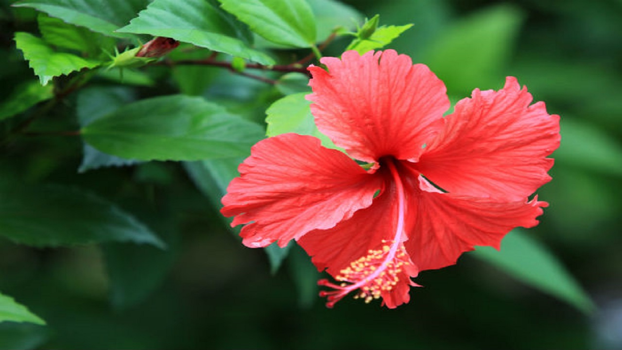 Hibiscus