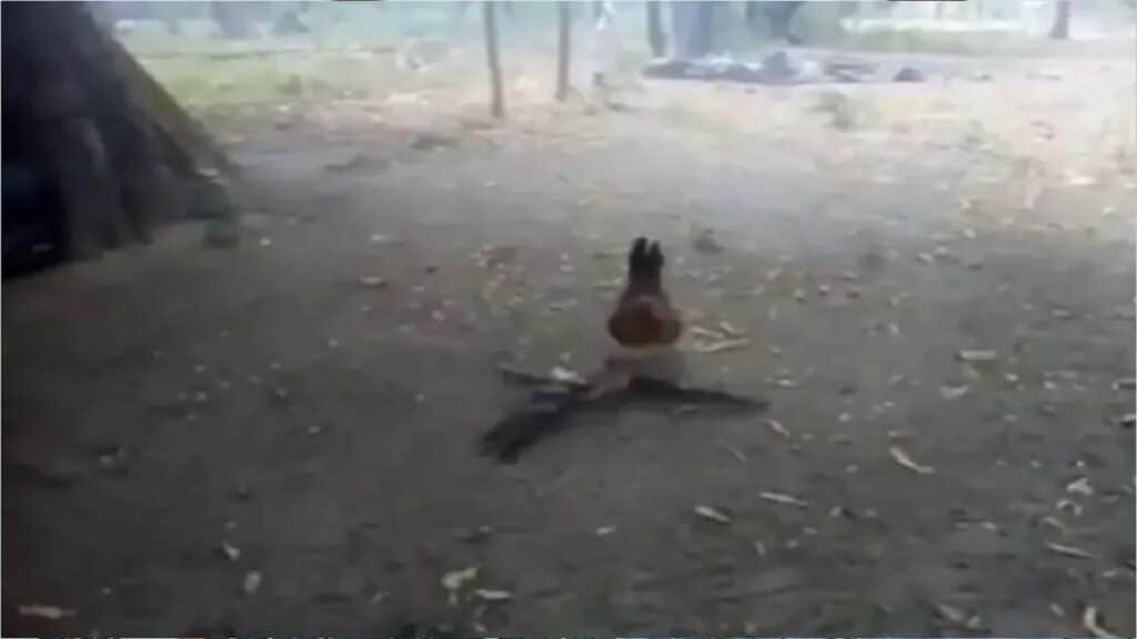 hen-attacks-hawk-for-beating-this-hen-children