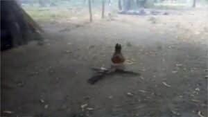 hen-attacks-hawk-for-beating-this-hen-children