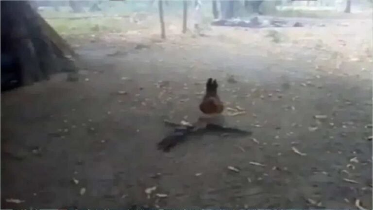 hen-attacks-hawk-for-beating-this-hen-children