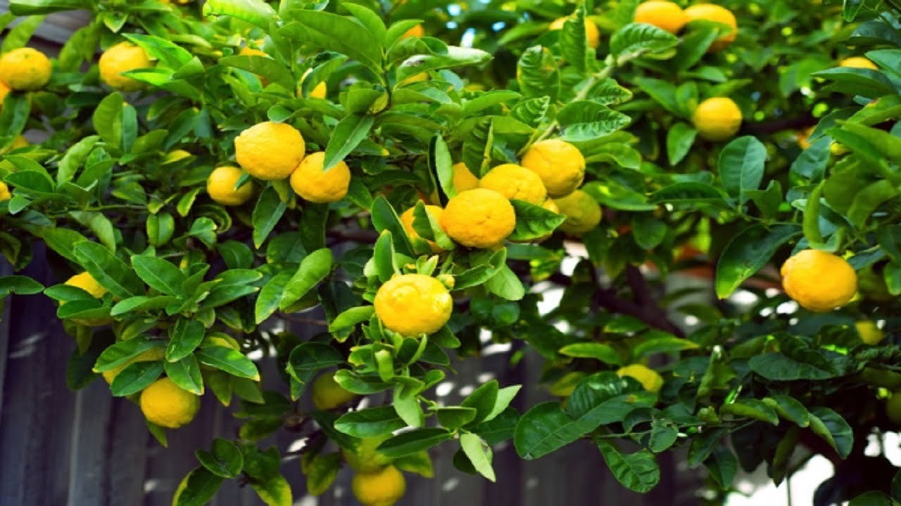 lemon farming bussiness is very better idea to farmers