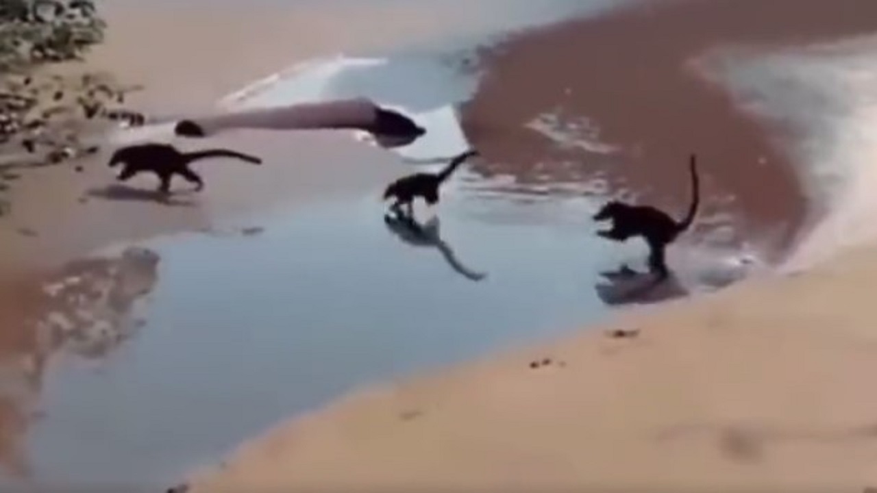 Baby dainosaurs running in beachvideo goes to viral