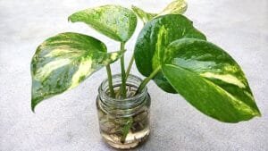 Money plant
