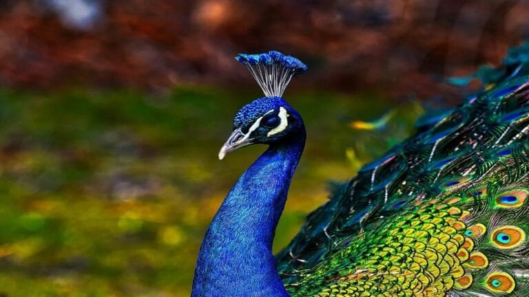 Peacock painting