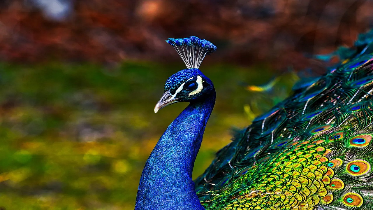 Peacock painting 