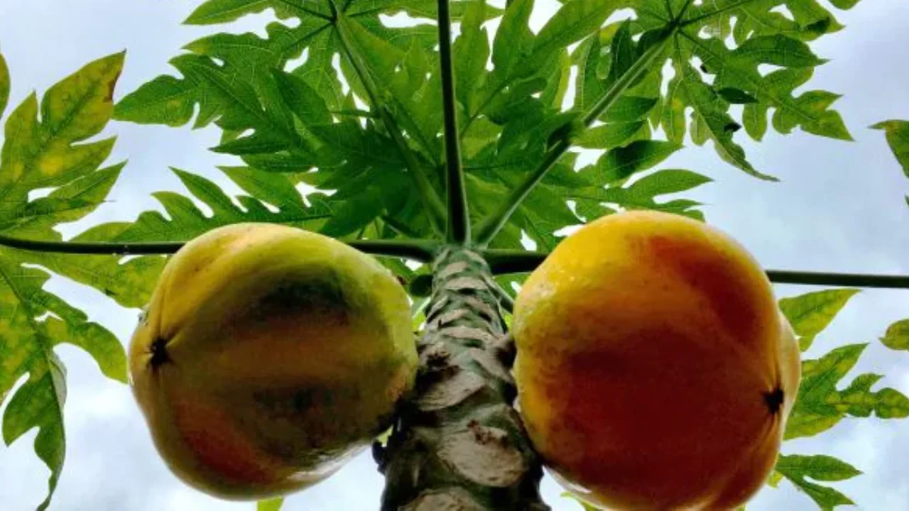 Papaya benefits _ Eating Papaya Health benefits and Uses, You Must Know These Tips