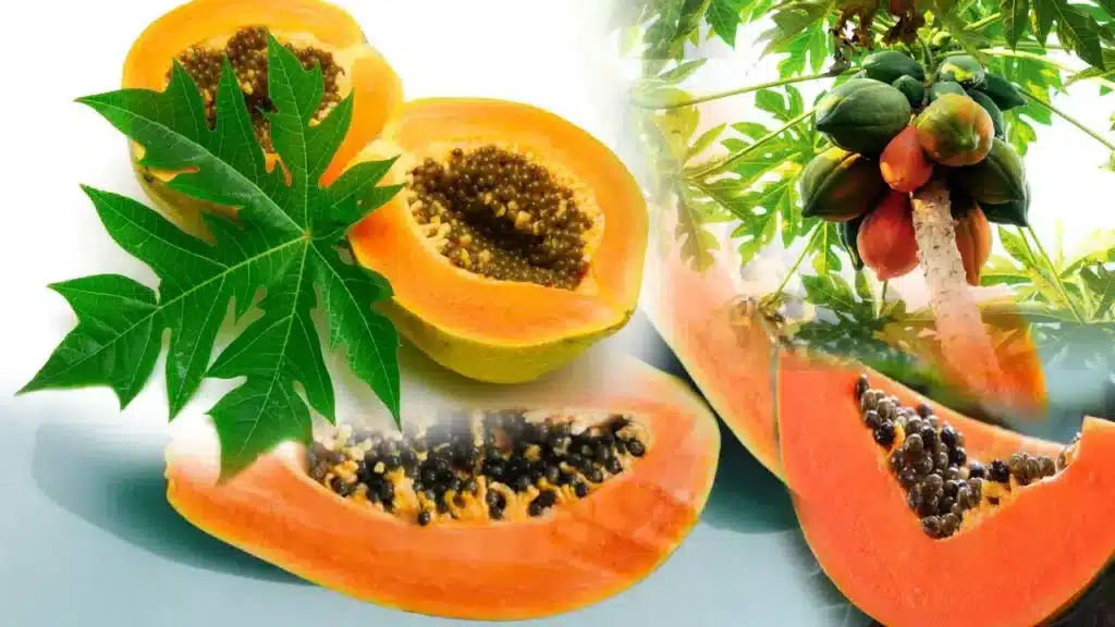 Papaya benefits _ Eating Papaya Health benefits and Uses, You Must Know These Tips