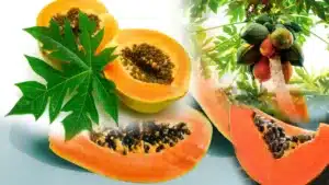 Papaya benefits _ Eating Papaya Health benefits and Uses, You Must Know These Tips