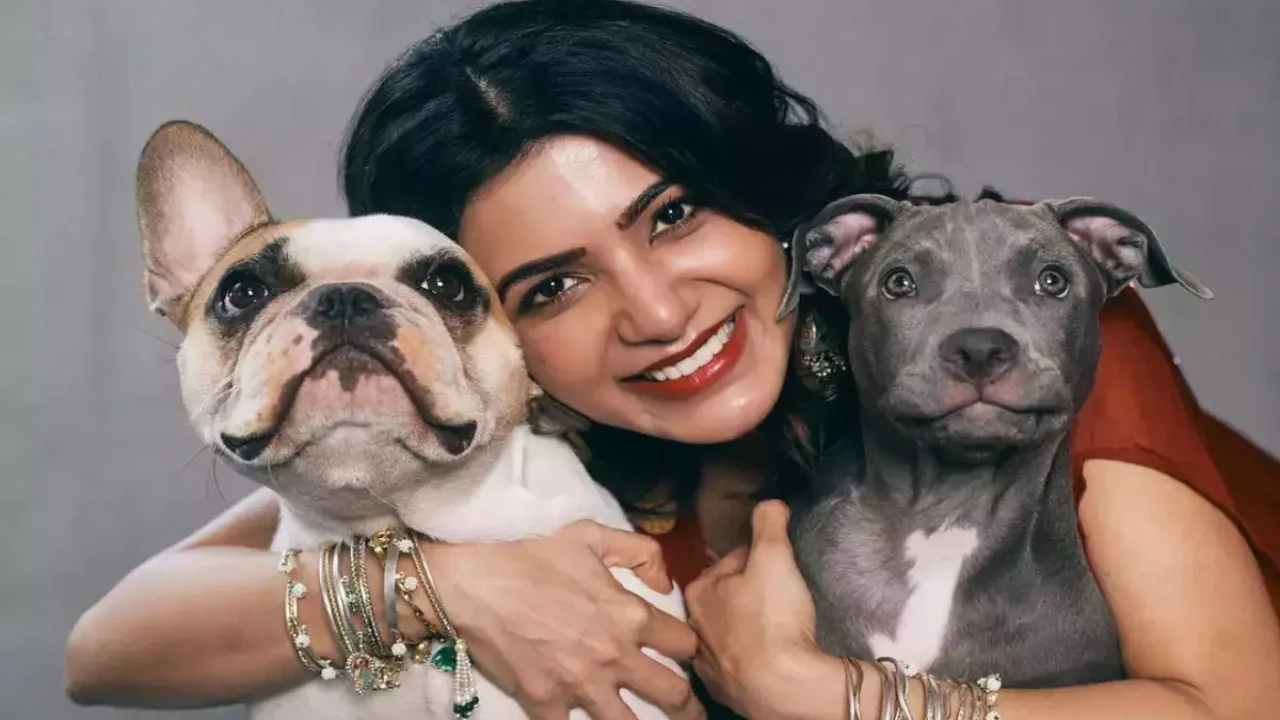 Samantha Ruth Prabhu Strong Reply to troller 'She will end up dying alone with cats and dogs'