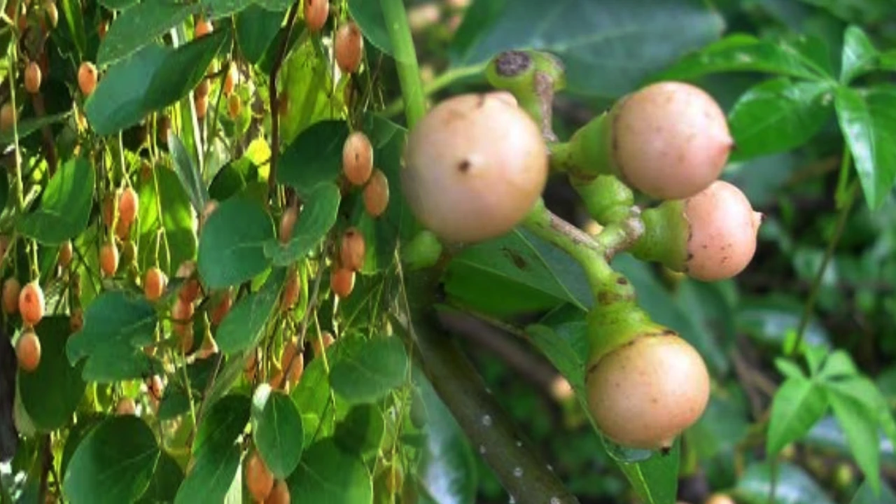 Virigi Chettu : Amazing Virigi Chettu Health Benefits, You Must know Cordia dichotoma Tree Uses