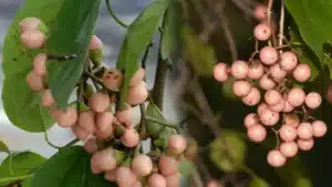 Virigi Chettu : Amazing Virigi Chettu Health Benefits, You Must know Cordia dichotoma Tree Uses