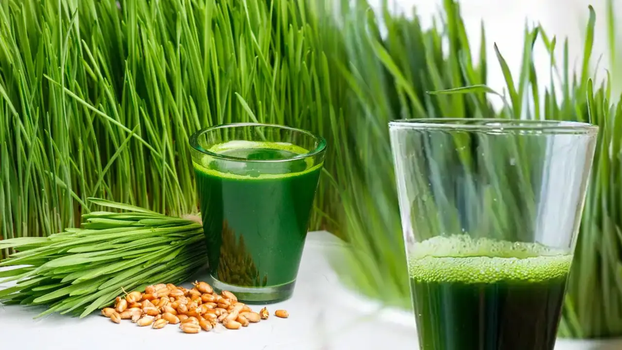 Wheat Grass Juice _ suffering-from-diabetes-put-check-with-this-juice