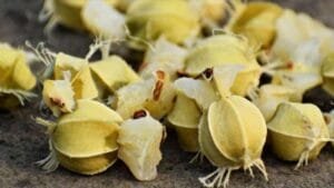 Amla seeds