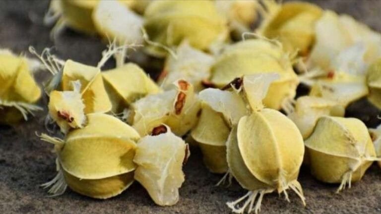 Amla seeds