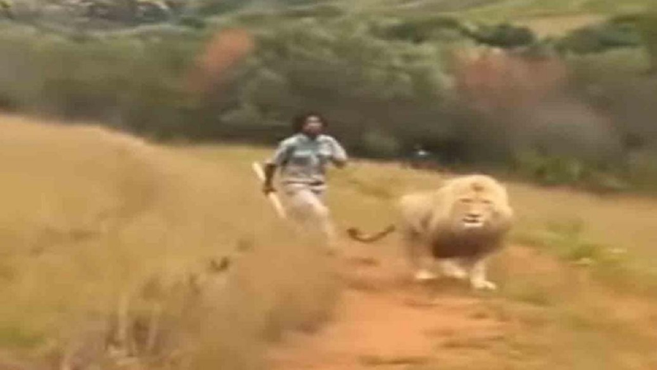 man beaten lion by stick and lion scared by man video went viral