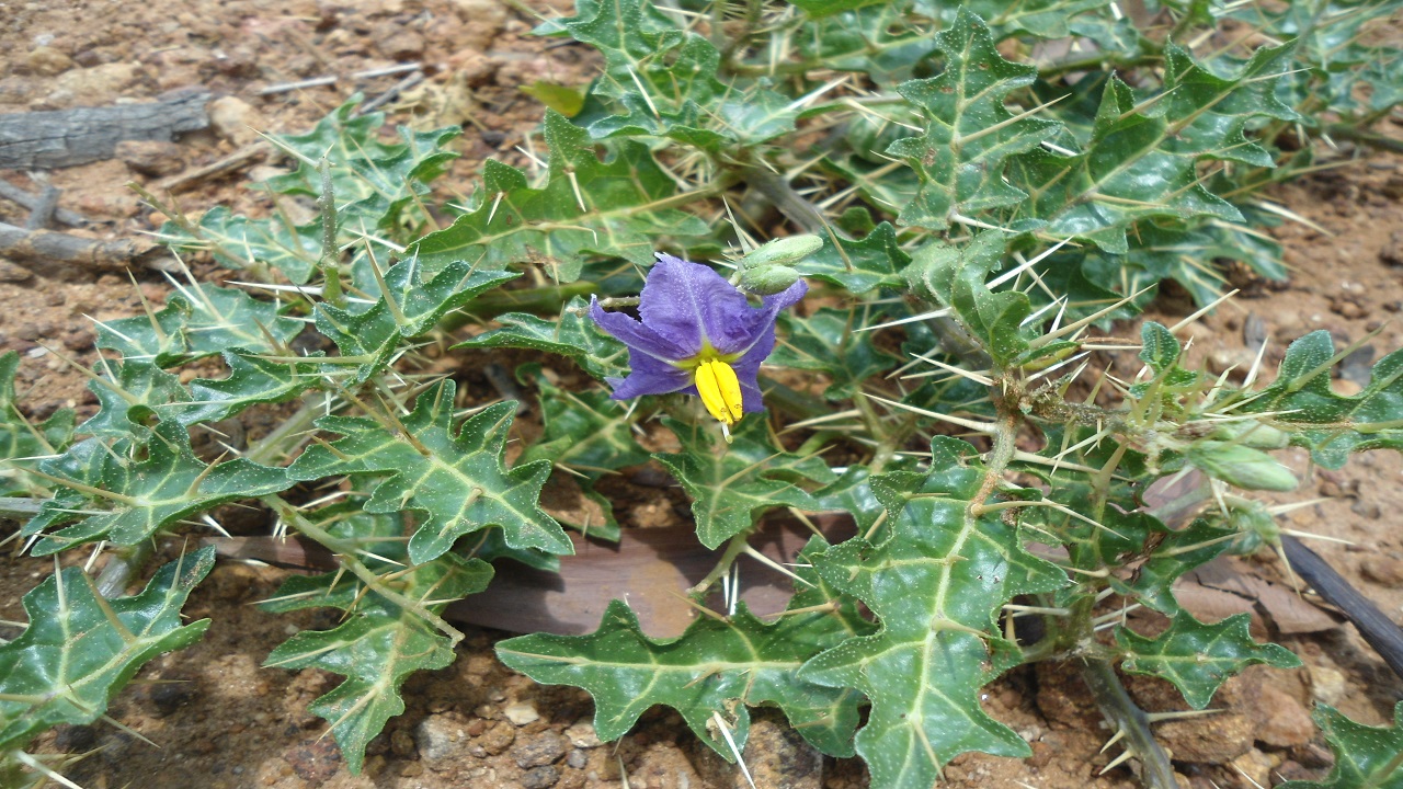 nela vakudu and mulla vanga plant uses