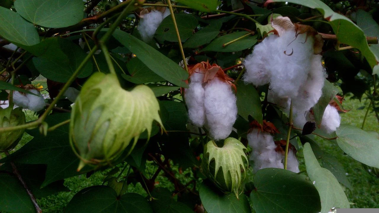 Cotton plant: పత్తి చెట్టు వల్ల కల్గే లాభాలు తెలిస్తే.. మీ పెరట్లోనే పెంటేస్తరు.. అట్లుంది మరి!