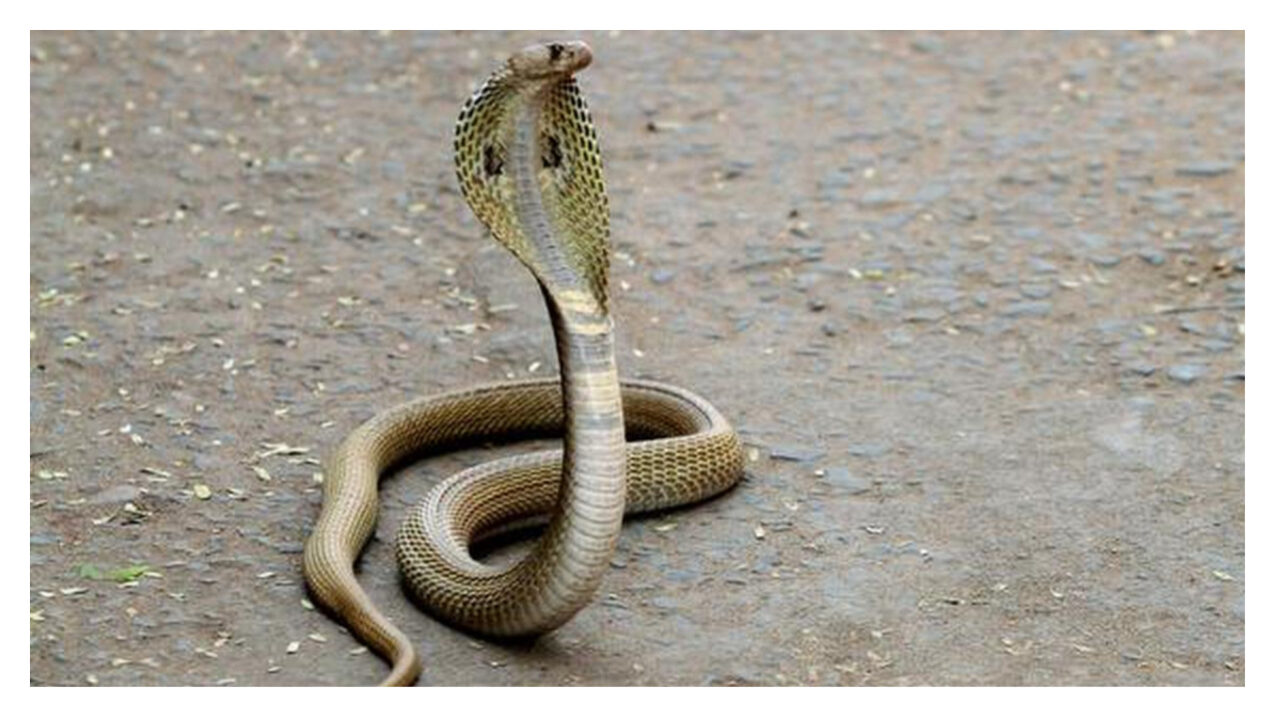 snakes-as-dowry-for-daughter-wedding-do-you-know-this-tradition-and-where
