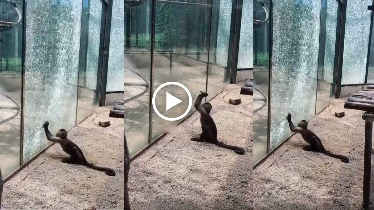 Little Monkey Throws Rock to Break Glass, Funny Video Viral