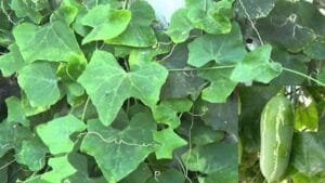 Stalk leaves control the sugar levels in daibetic patients