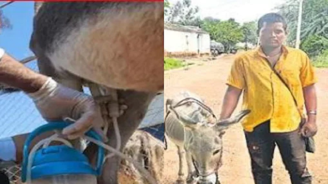 Donkey milk sold for litre 10 thousand rupees in telangana